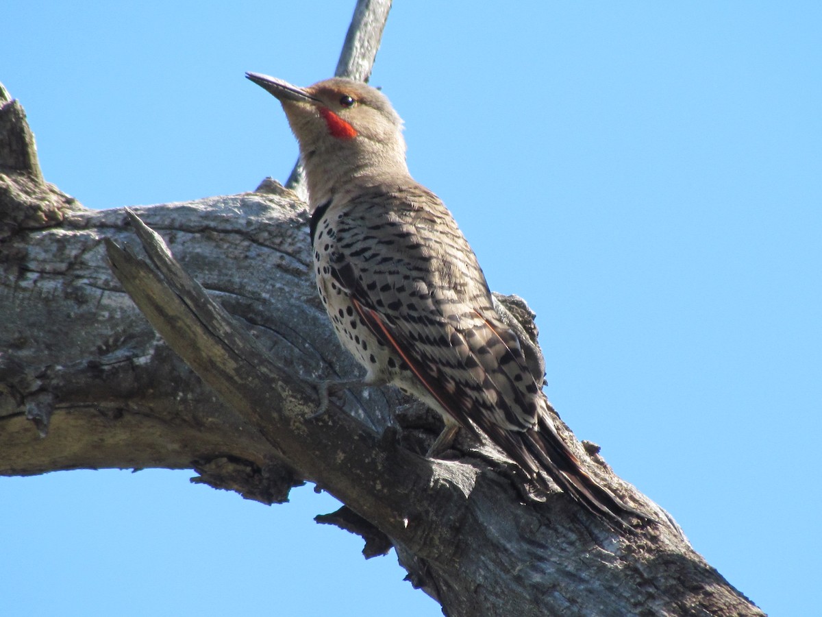 Northern Flicker - ML56058311