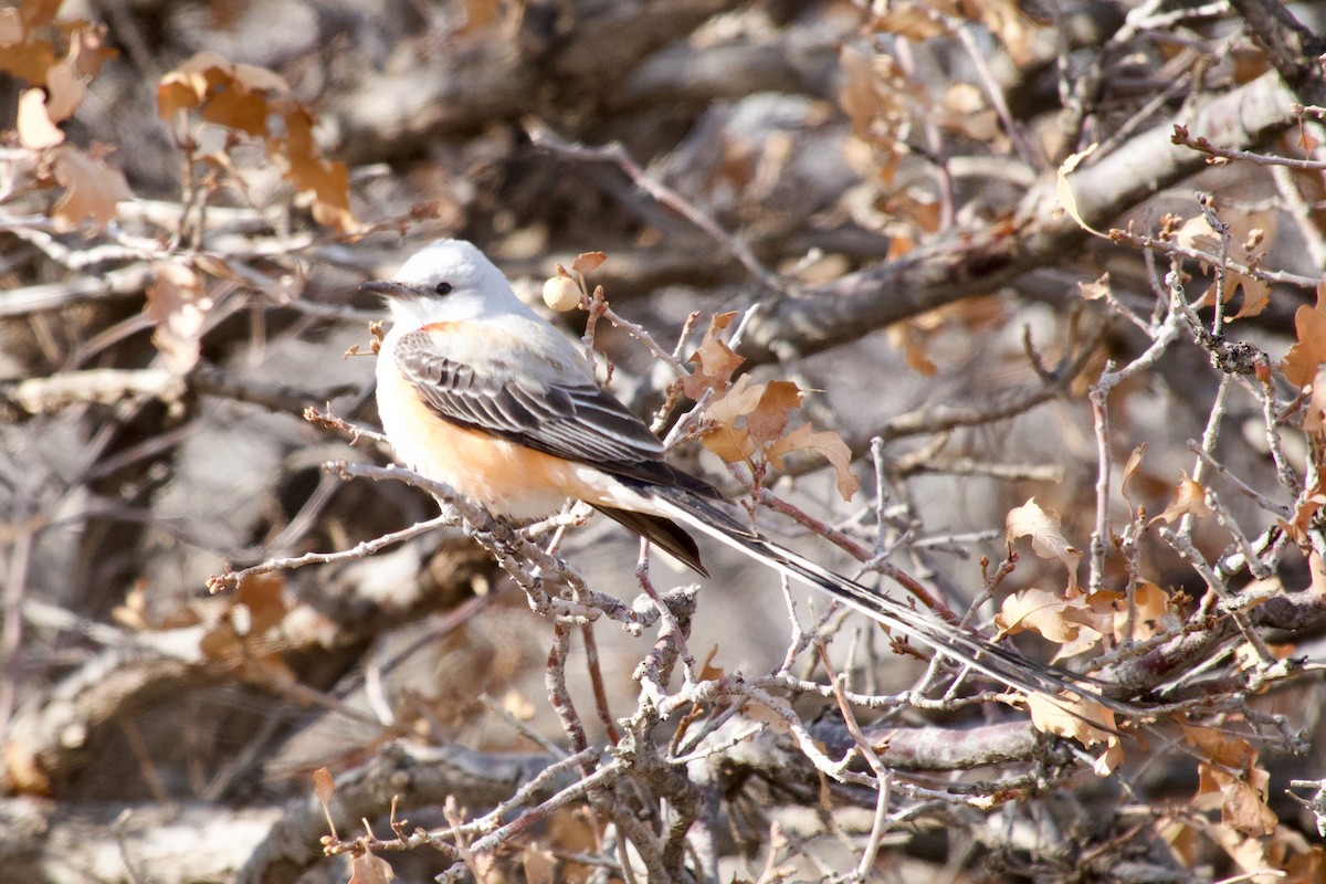 Scissor-tailed Flycatcher - ML560584261