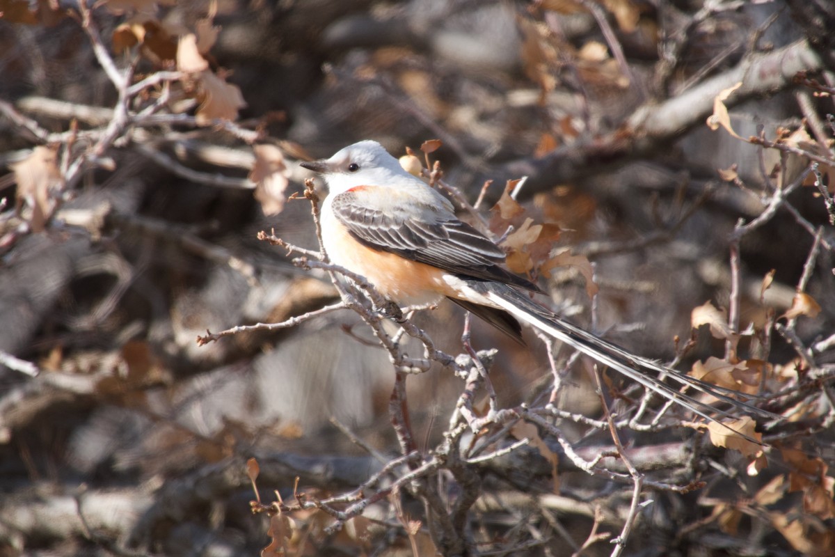 Scissor-tailed Flycatcher - ML560584281