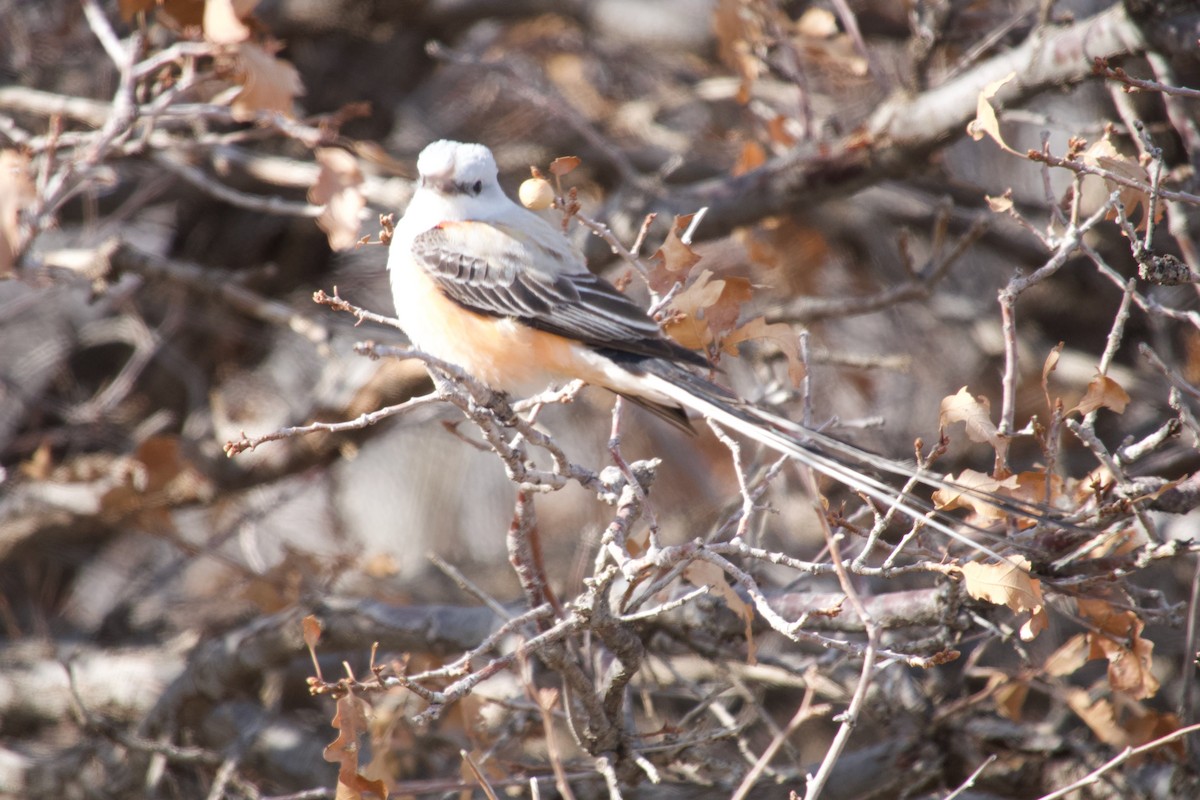 Scissor-tailed Flycatcher - ML560584291