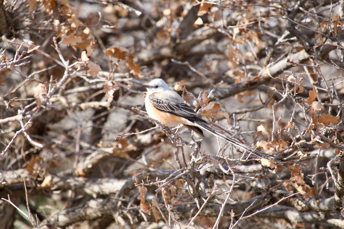 Scissor-tailed Flycatcher - ML560584321