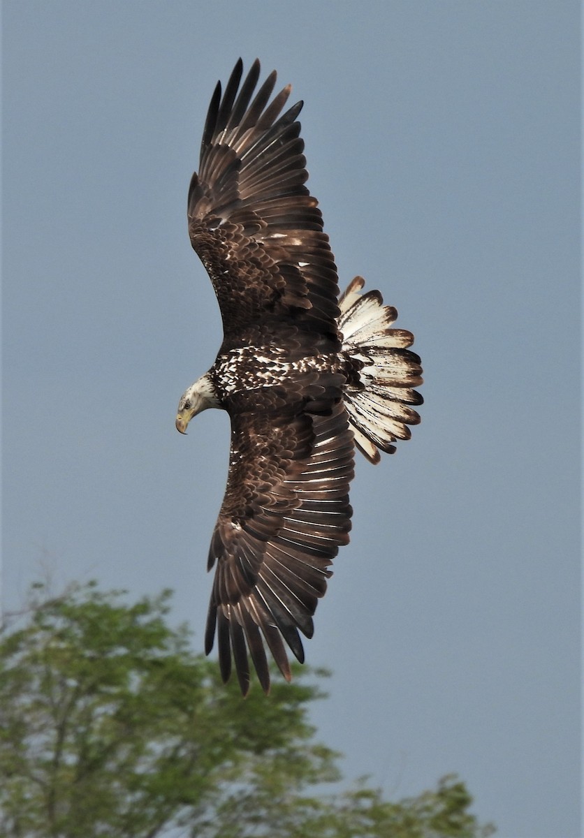 Bald Eagle - Paul McKenzie