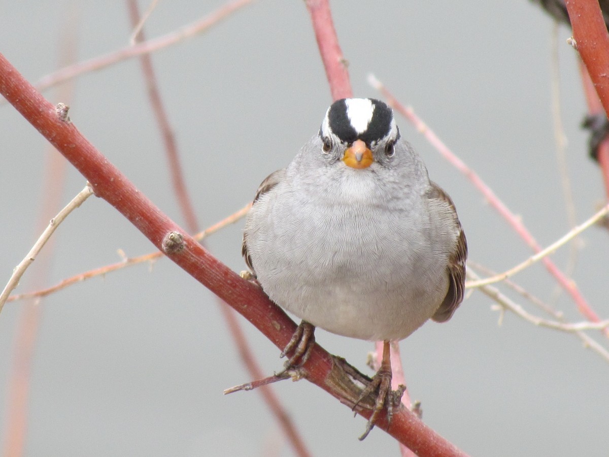 White-crowned Sparrow - Tanja Britton