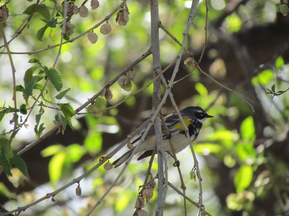 lesňáček žlutoskvrnný (ssp. coronata) - ML56058661