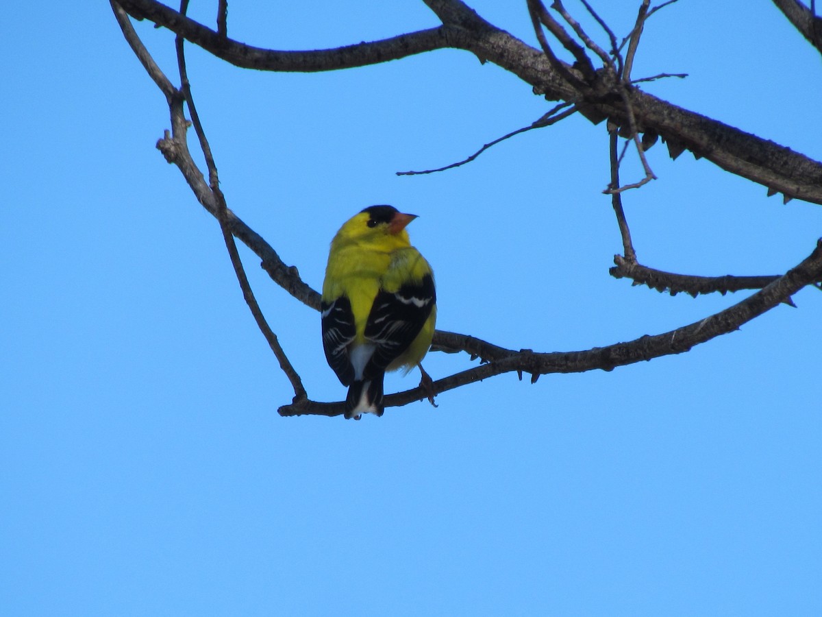 American Goldfinch - ML56058691