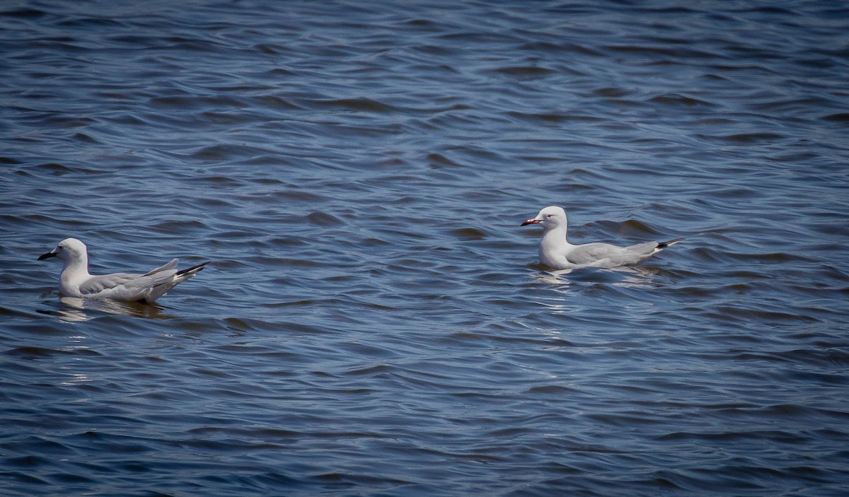 Slender-billed Gull - Keith  Yates