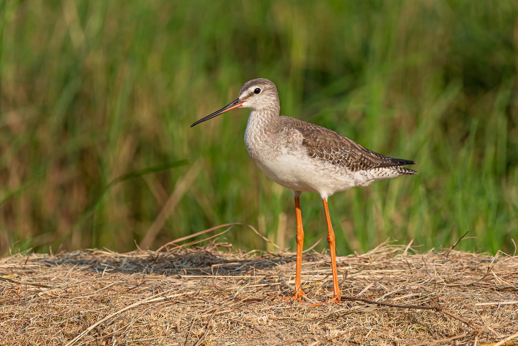 Spotted Redshank - ML560587391