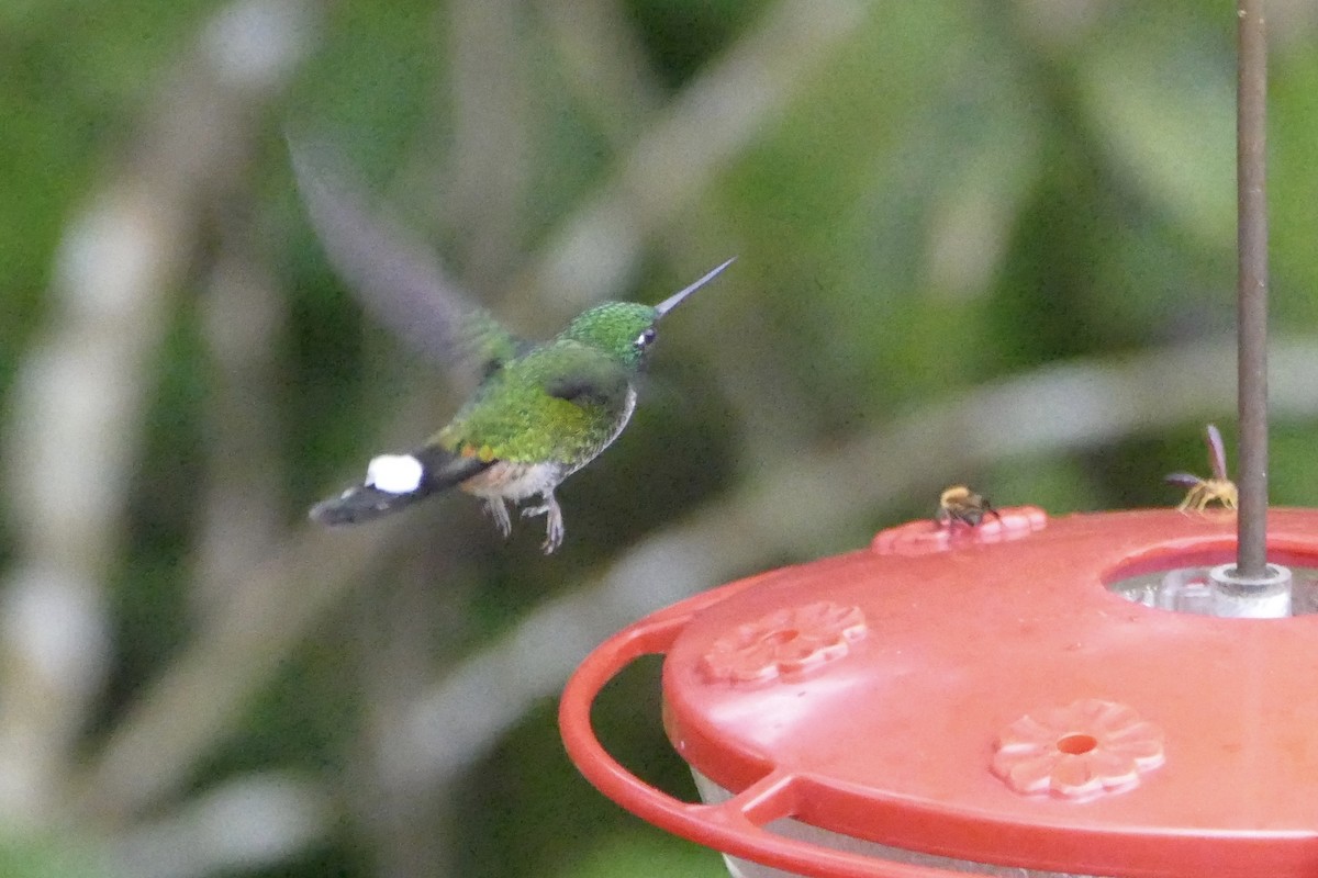 kolibřík rezavořitý - ML56058791
