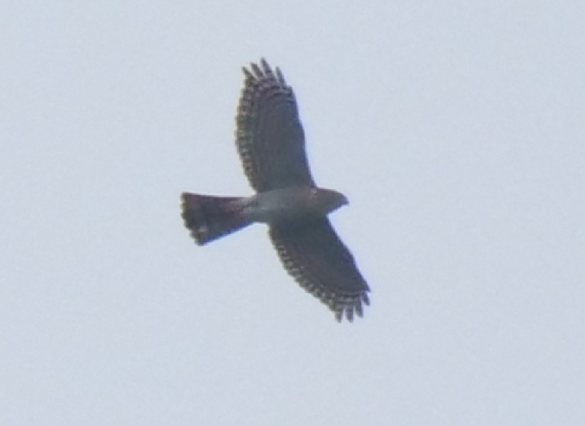 Japanese Sparrowhawk - Yulin Shen