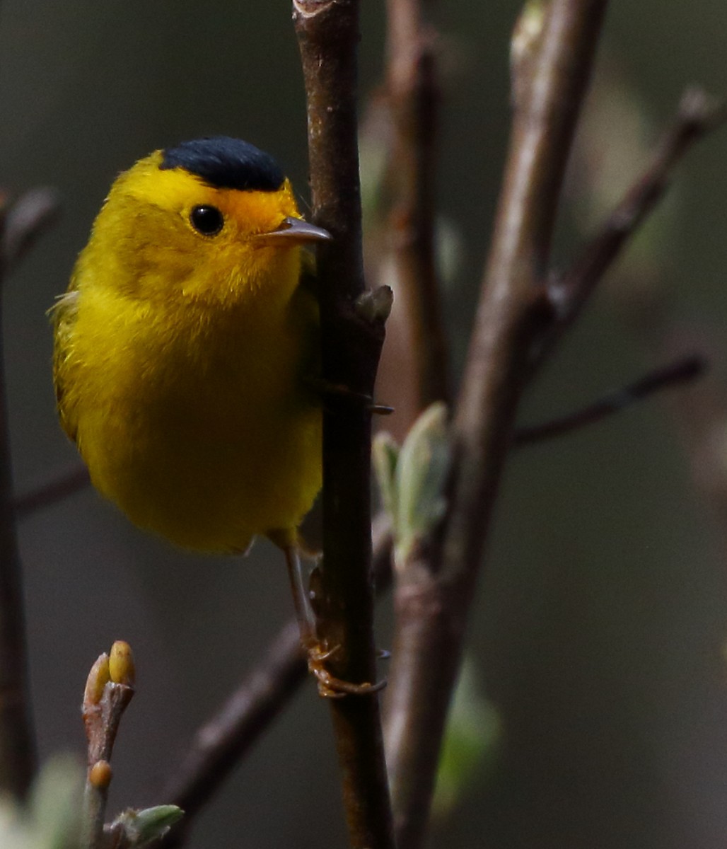 Wilson's Warbler - Kent Leland