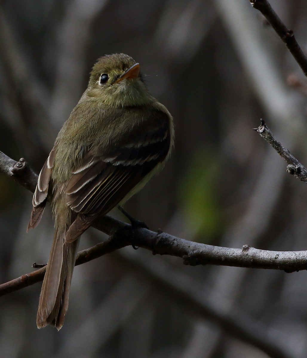 Western Flycatcher (Pacific-slope) - ML560588441