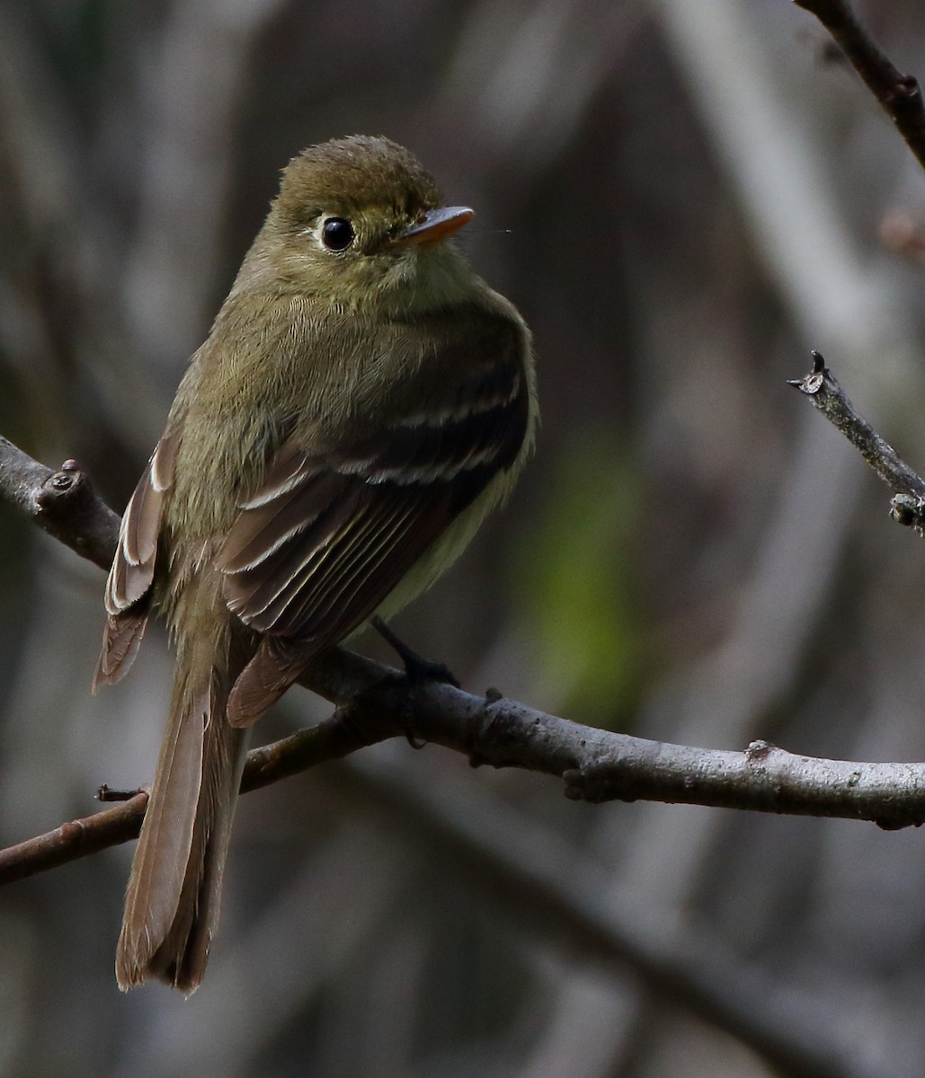 Western Flycatcher (Pacific-slope) - ML560588471