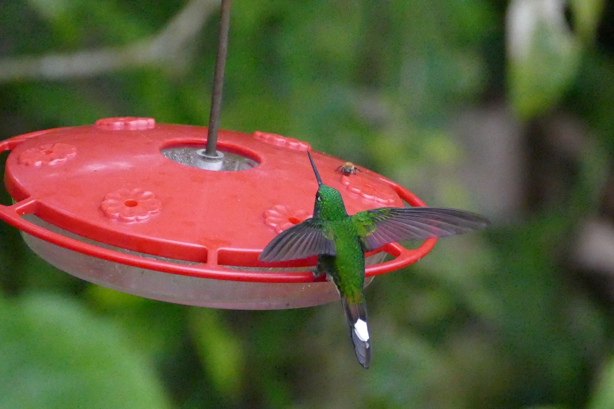 kolibřík rezavořitý - ML56058861