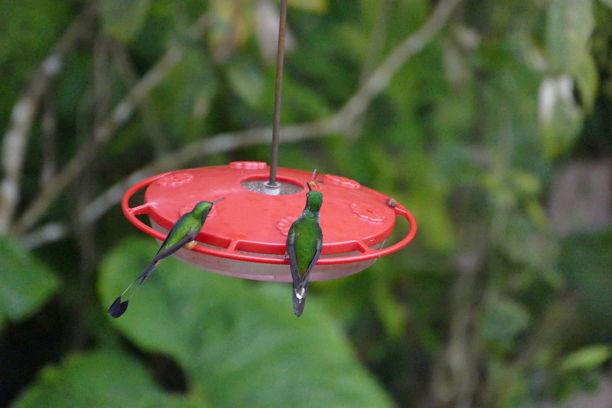 kolibřík rezavořitý - ML56058881
