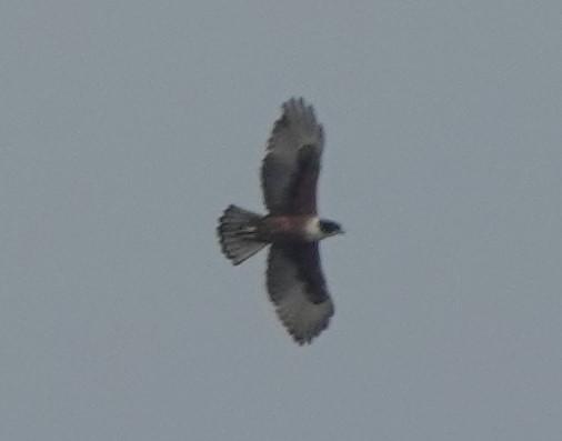 Rufous-bellied Eagle - ML560588951