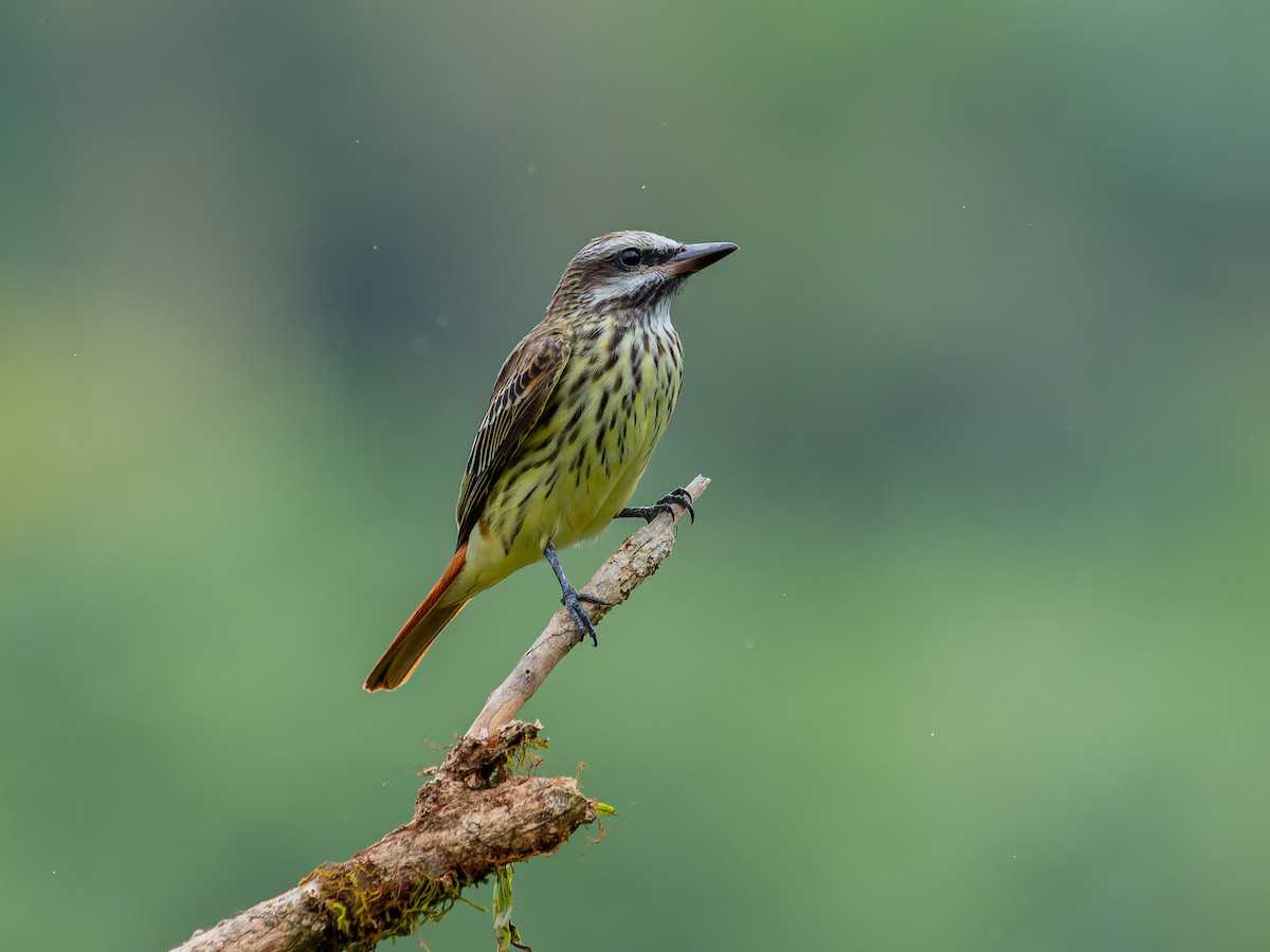 Sulphur-bellied Flycatcher - ML560589441