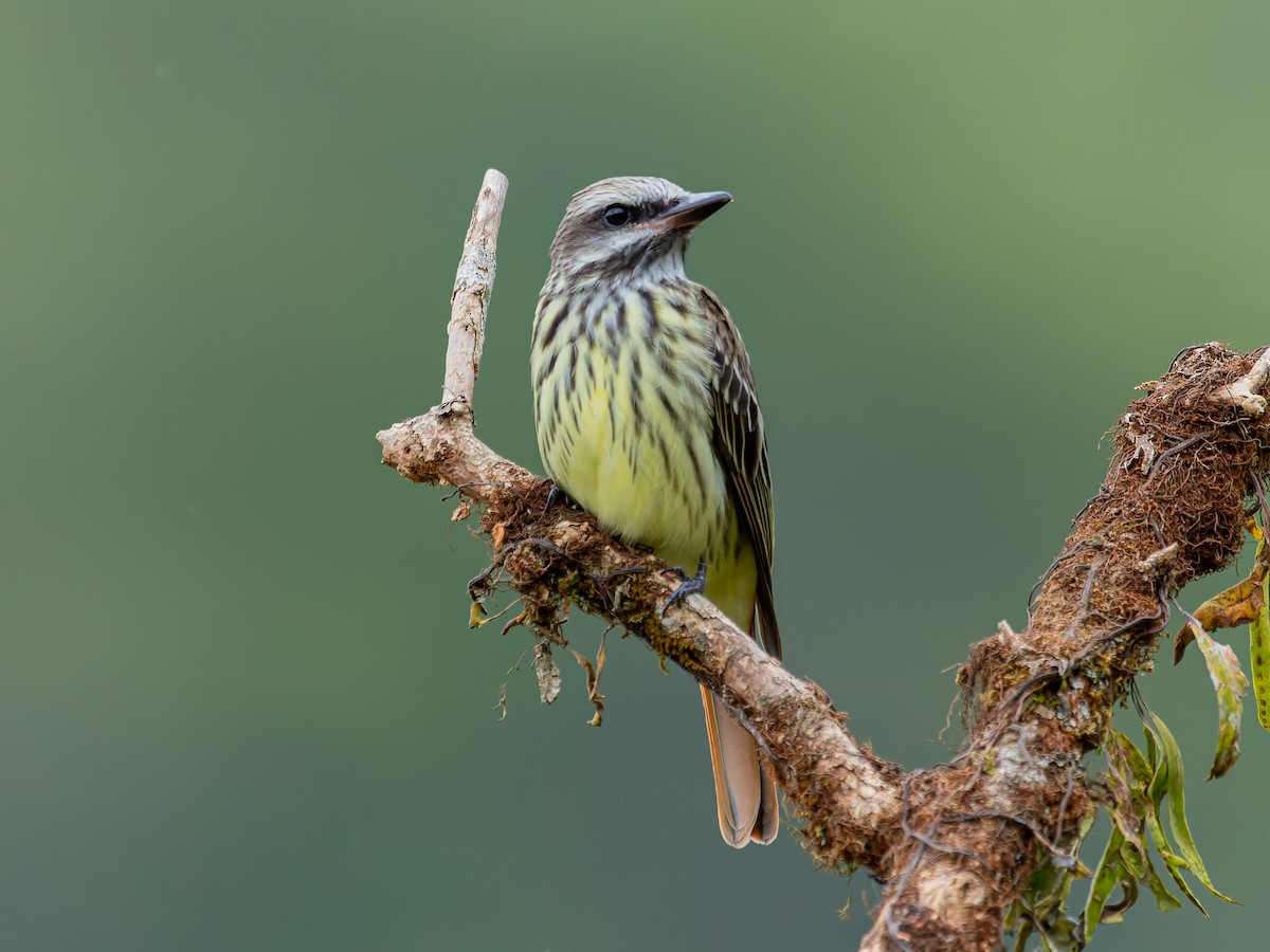 Sulphur-bellied Flycatcher - ML560589461