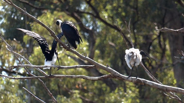 Straw-necked Ibis - ML560589651