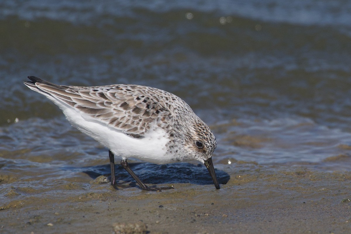 Sanderling - ML560589681