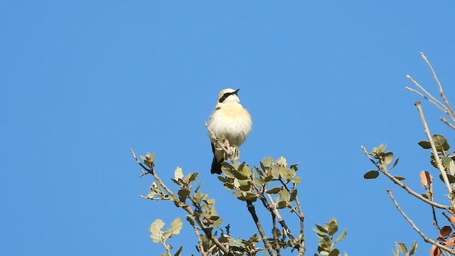 Western Black-eared Wheatear - ML560590411