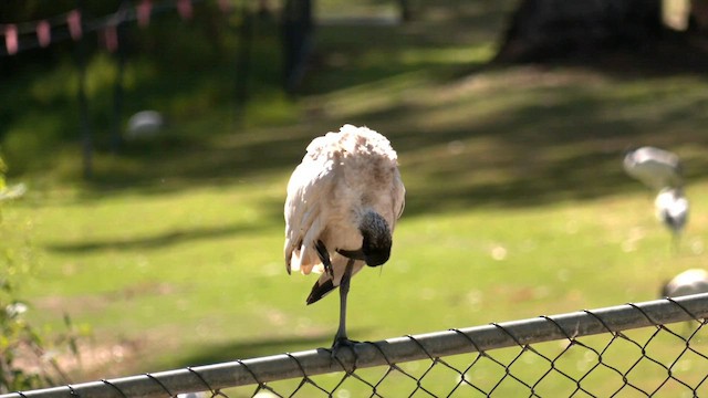 Ibis à cou noir - ML560590511