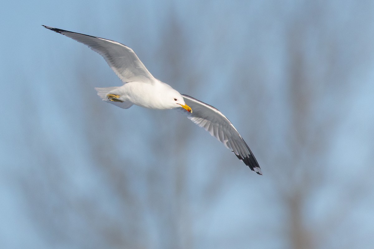 California Gull - Jeff Dyck