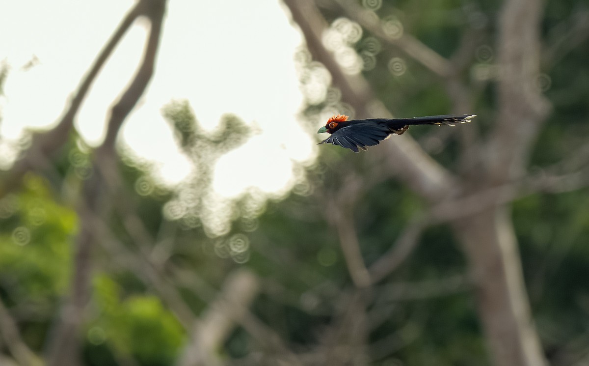 Red-crested Malkoha - Forest Botial-Jarvis