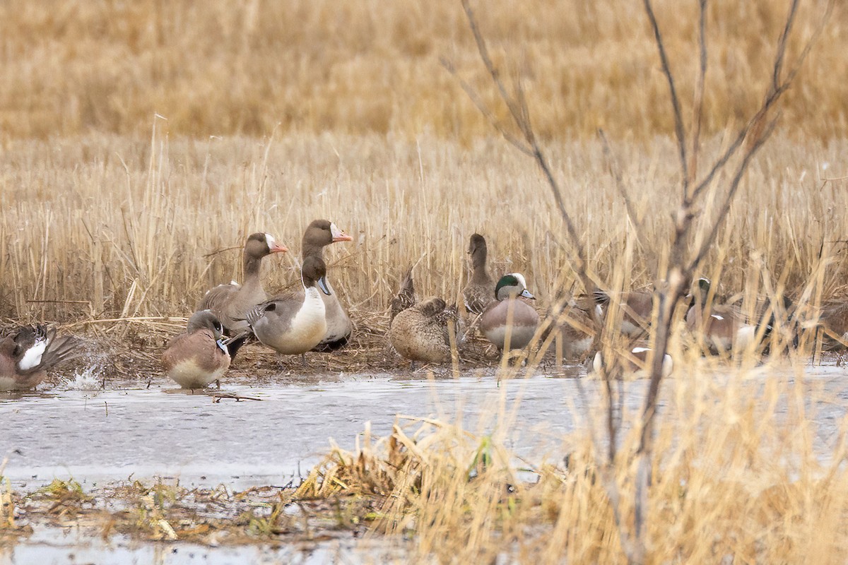 Greater White-fronted Goose - Jeff Dyck