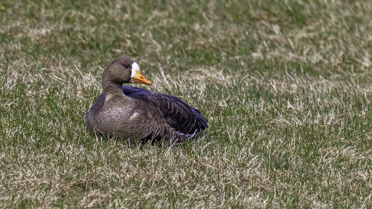 Greater White-fronted Goose - ML560593661