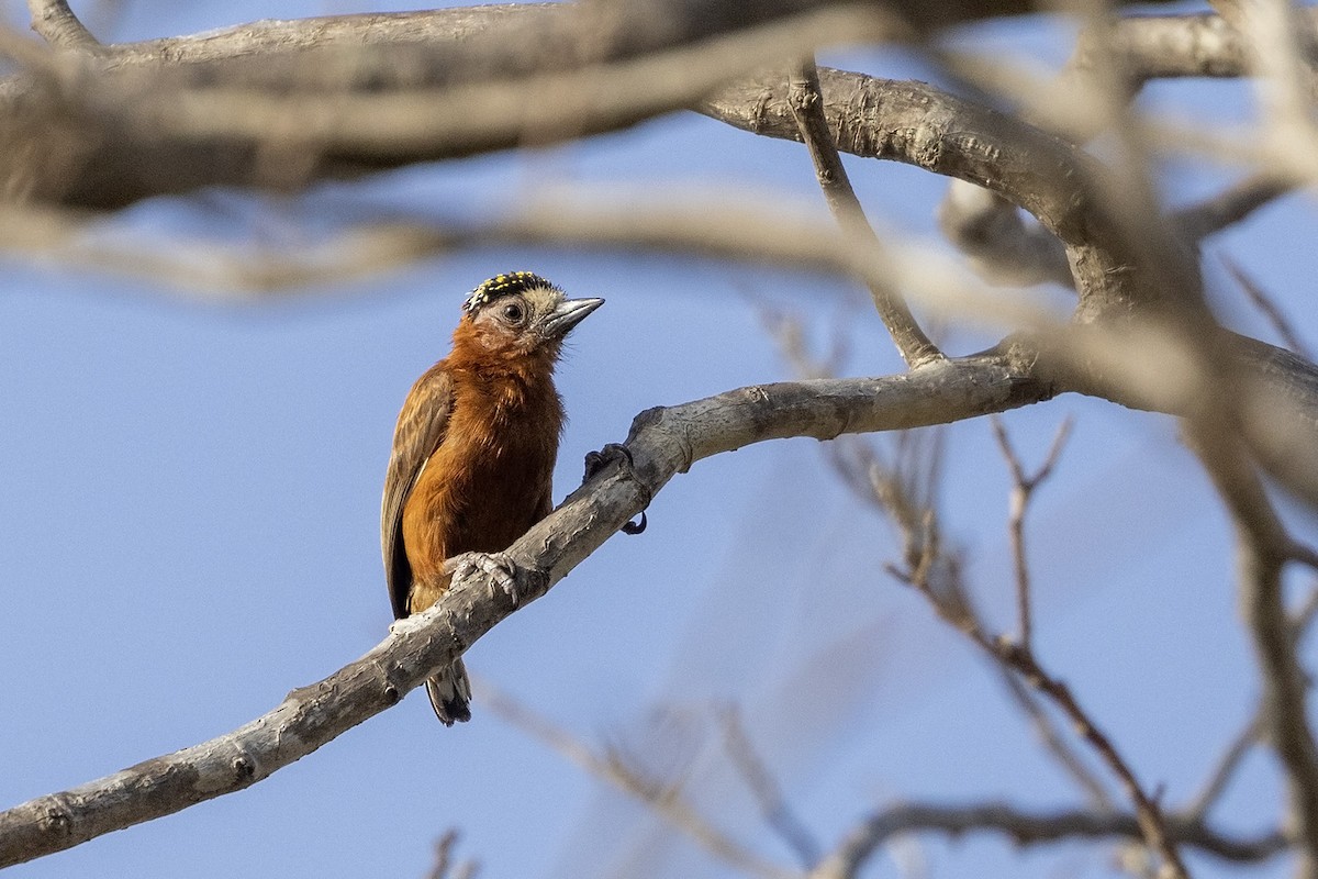 Chestnut Piculet - Niall D Perrins