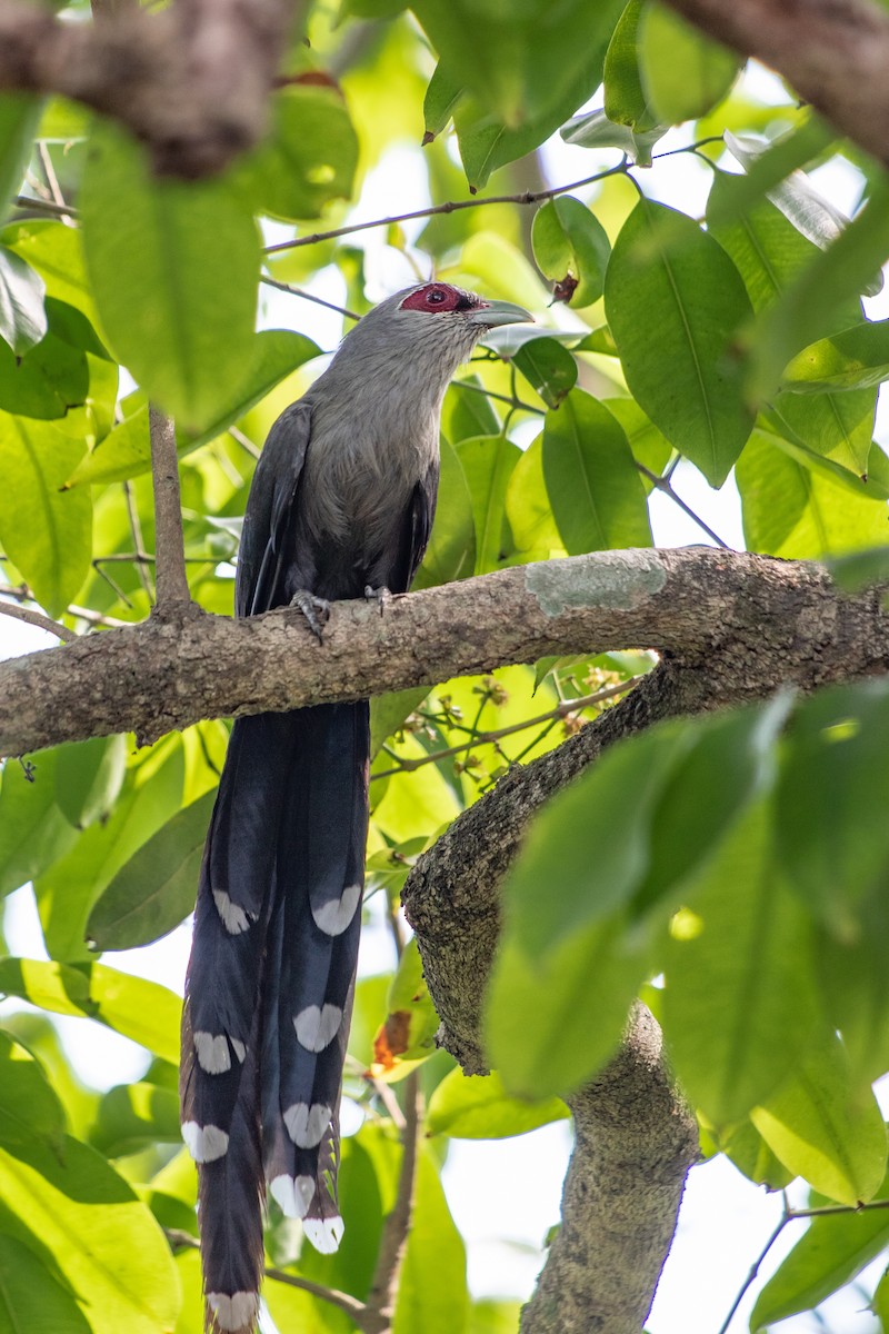 Green-billed Malkoha - ML560596691