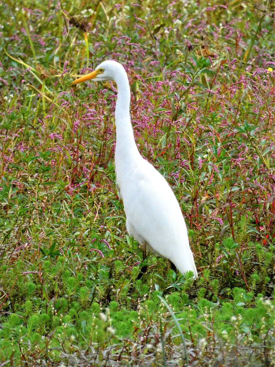 Great Egret (modesta) - Thomas McLennan