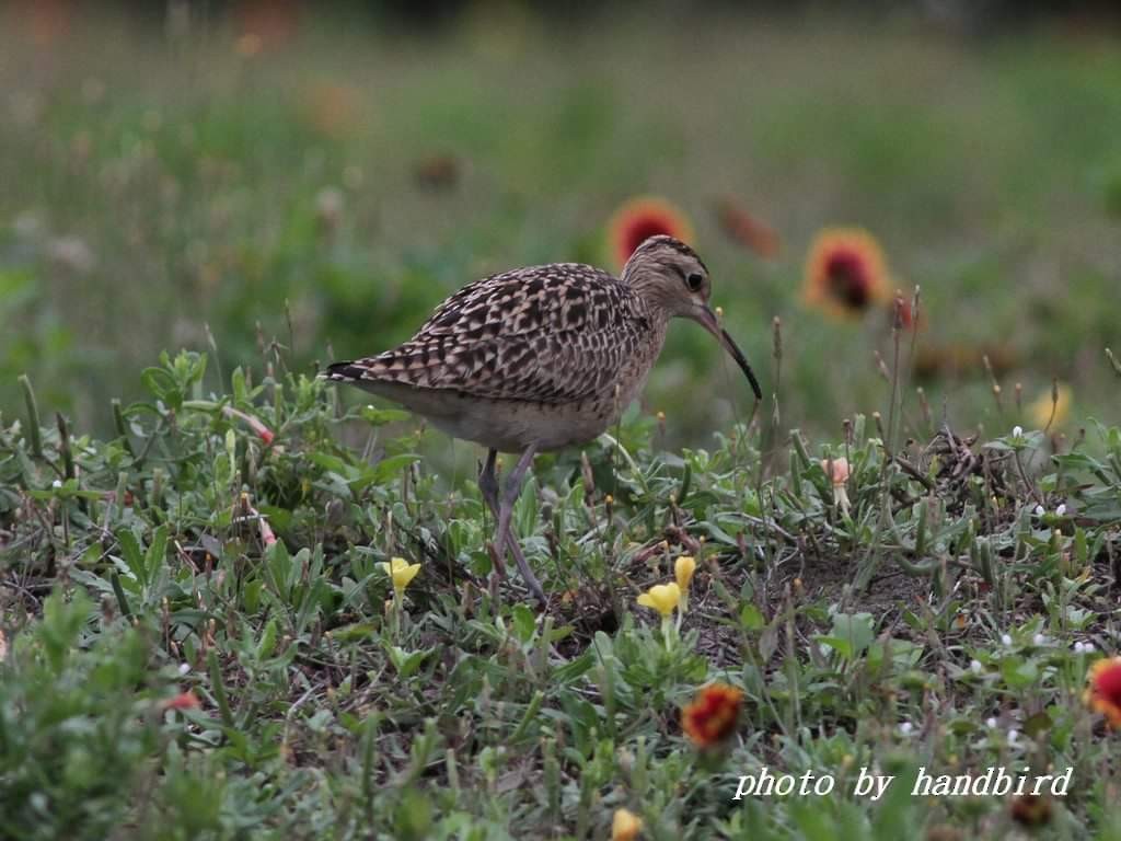 Zwergbrachvogel - ML560597001