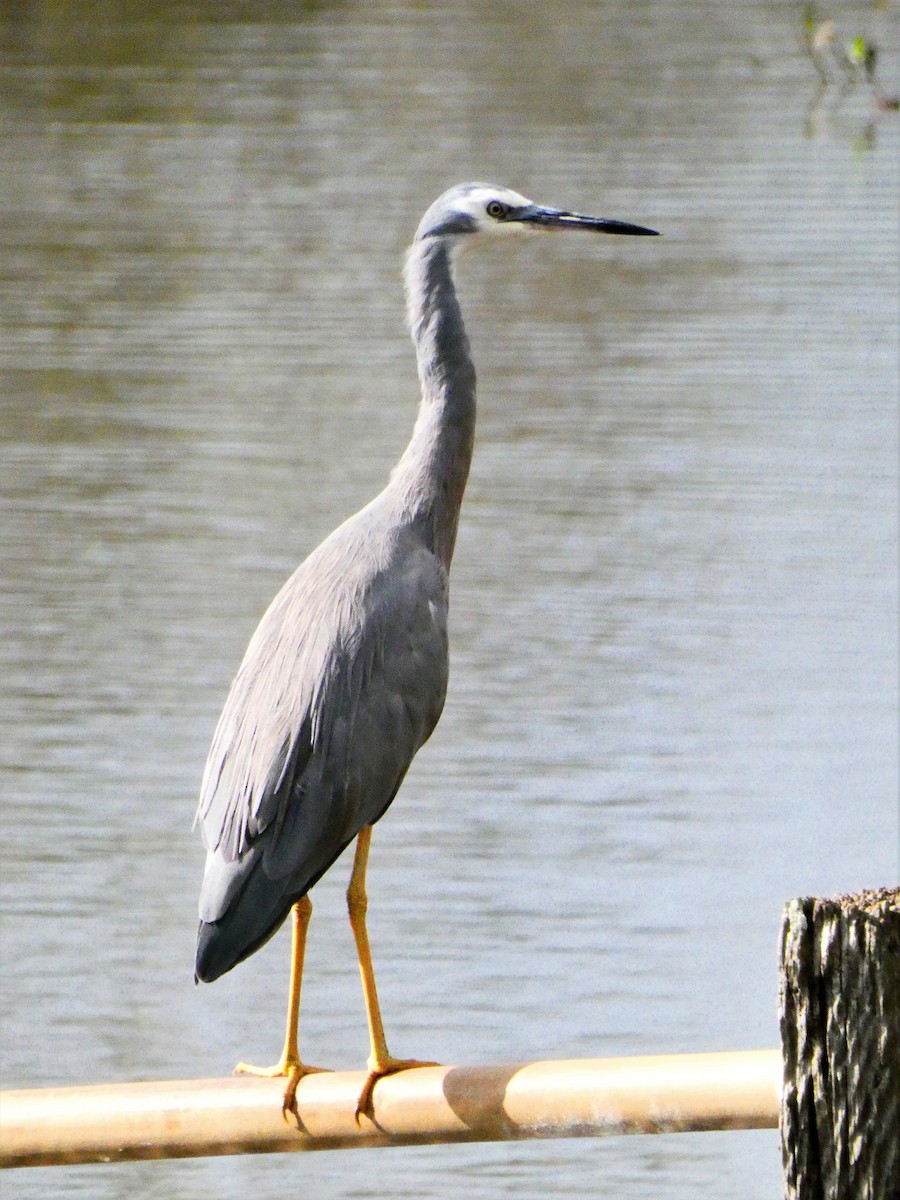 White-faced Heron - ML560597131