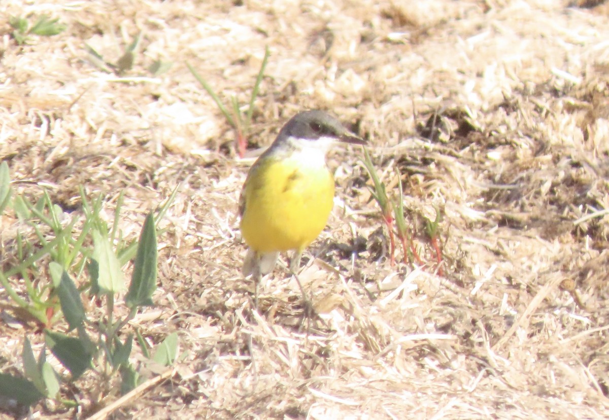 Western Yellow Wagtail (cinereocapilla) - ML560597381