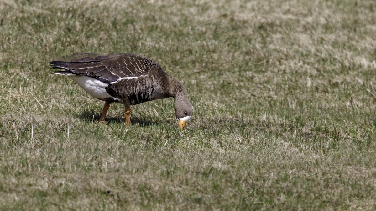 Greater White-fronted Goose - ML560598471