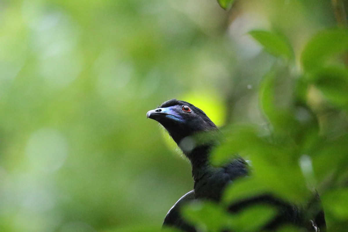 Black Guan - ML560598781