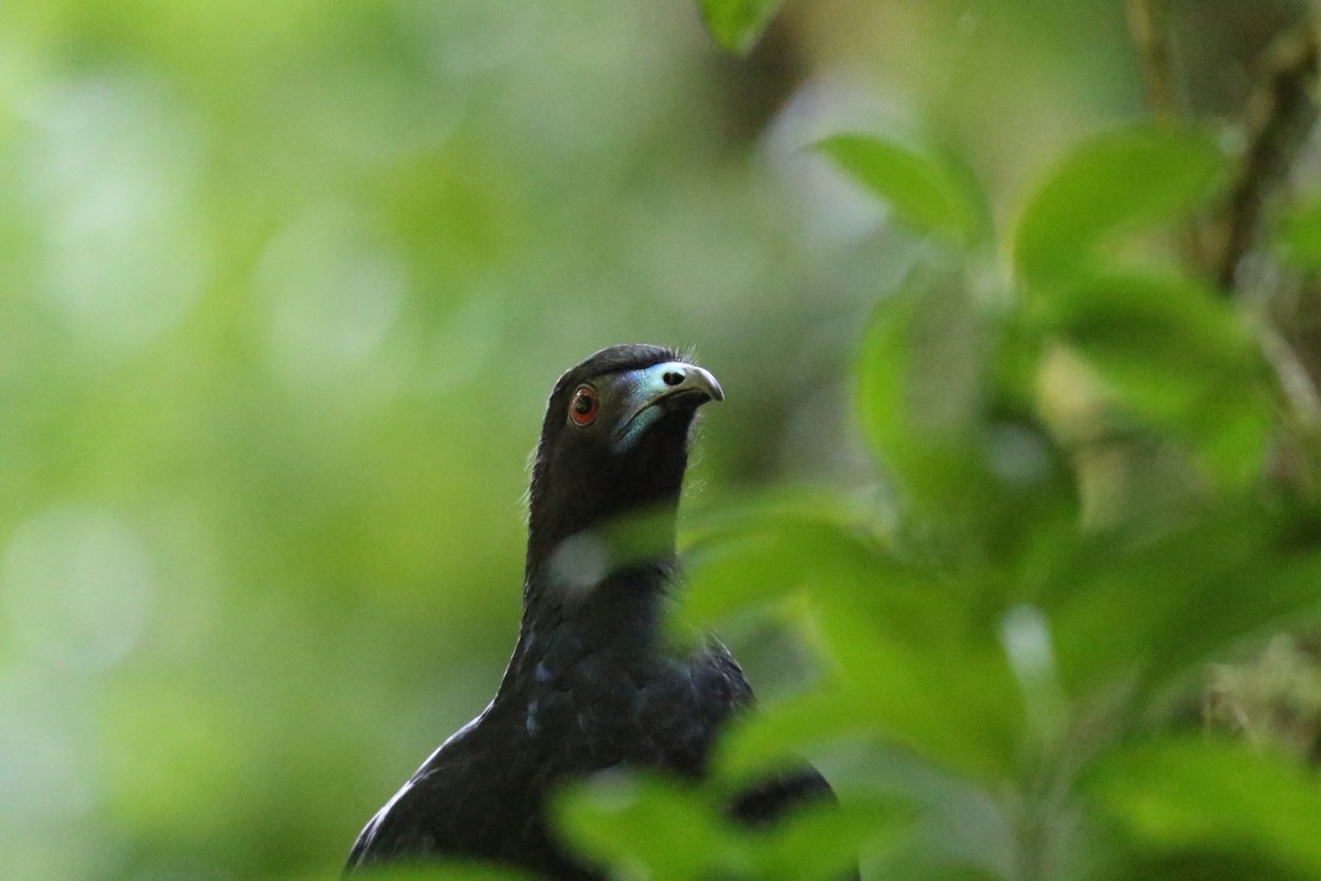 Black Guan - ML560598791