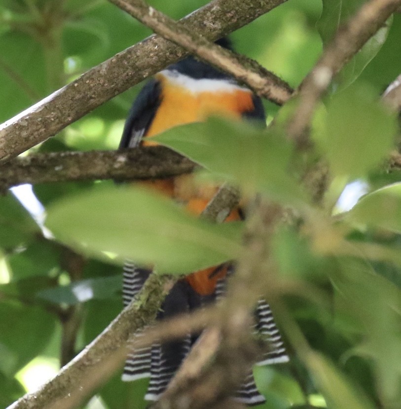 Collared Trogon - ML560598931