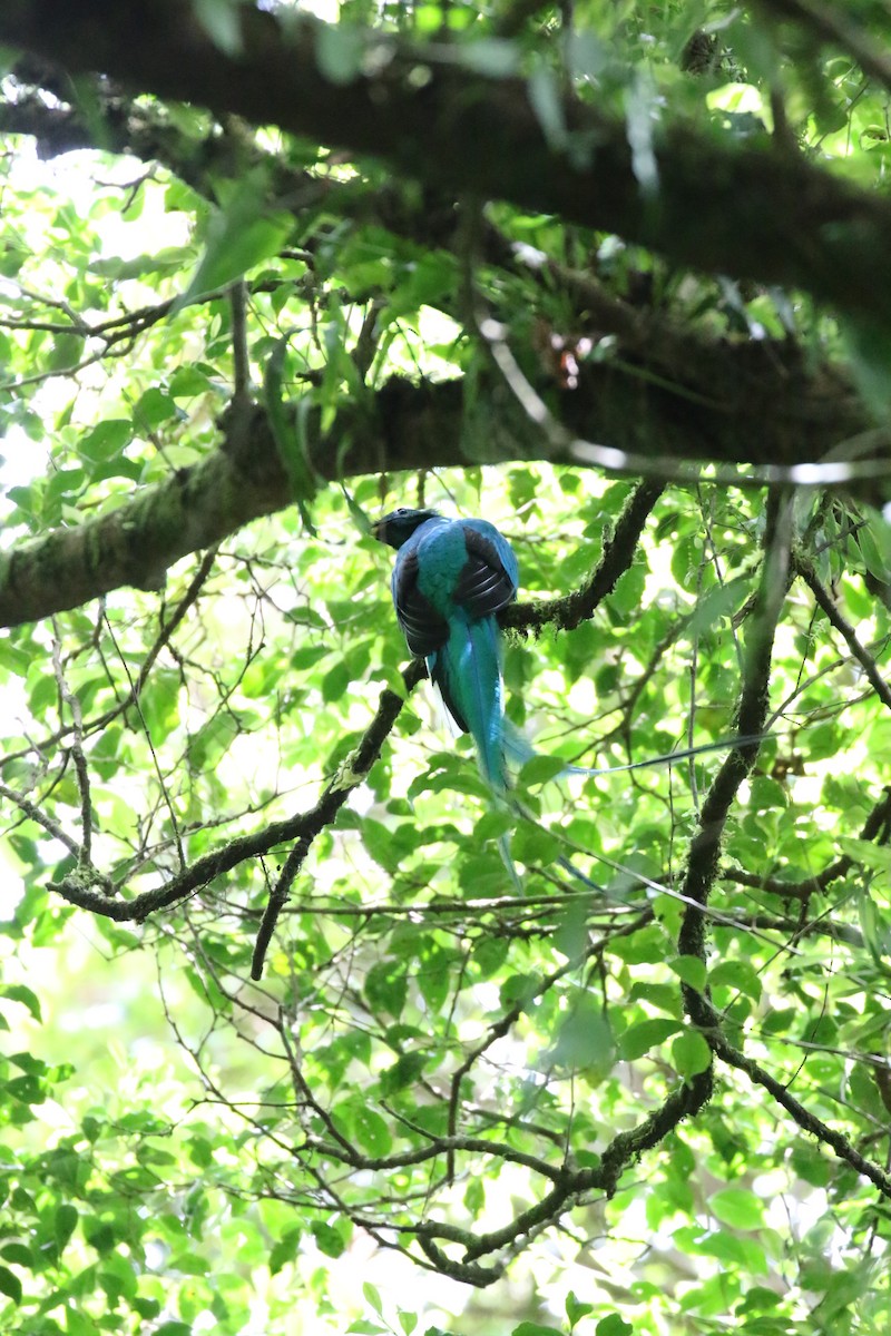 Resplendent Quetzal - ML560599041