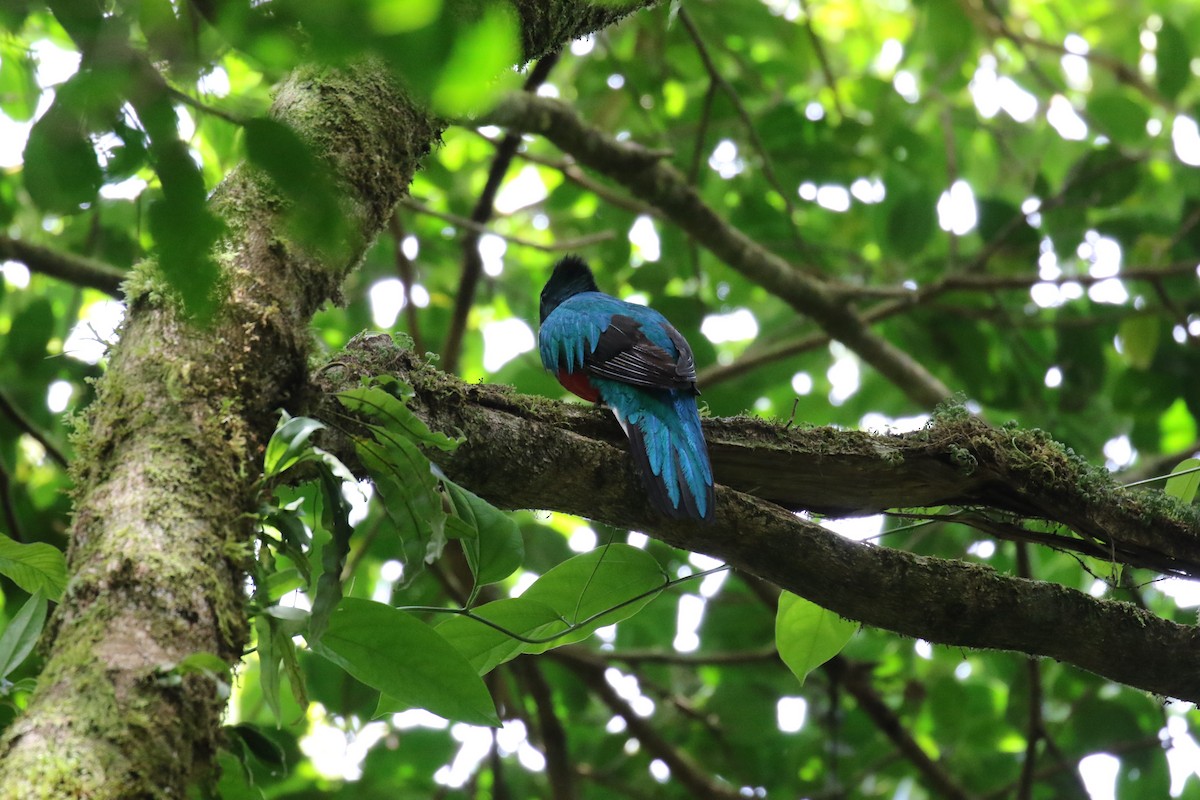 Resplendent Quetzal - ML560599051