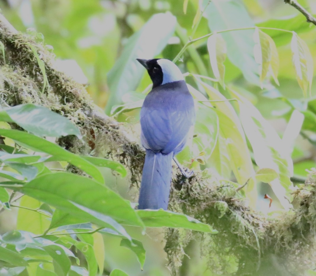 Azure-hooded Jay - ML560599101