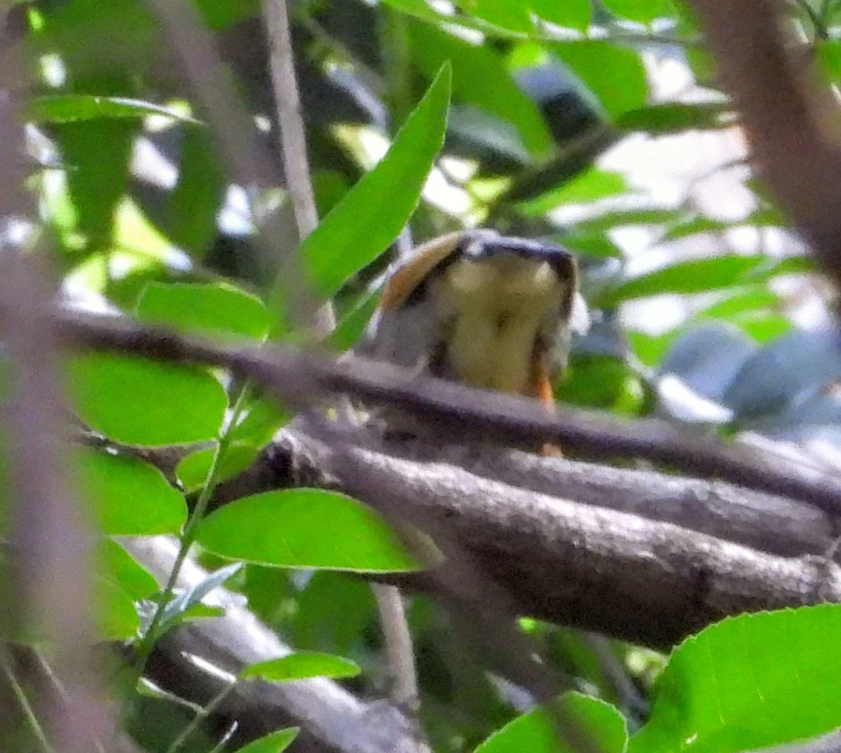 Red-billed Leiothrix - ML560599181