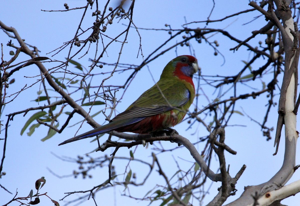 Crimson Rosella - ML560599521