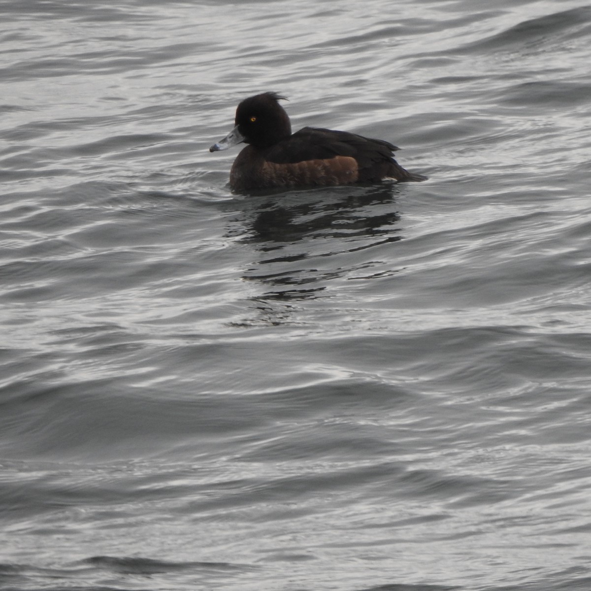 Tufted Duck - ML560600351