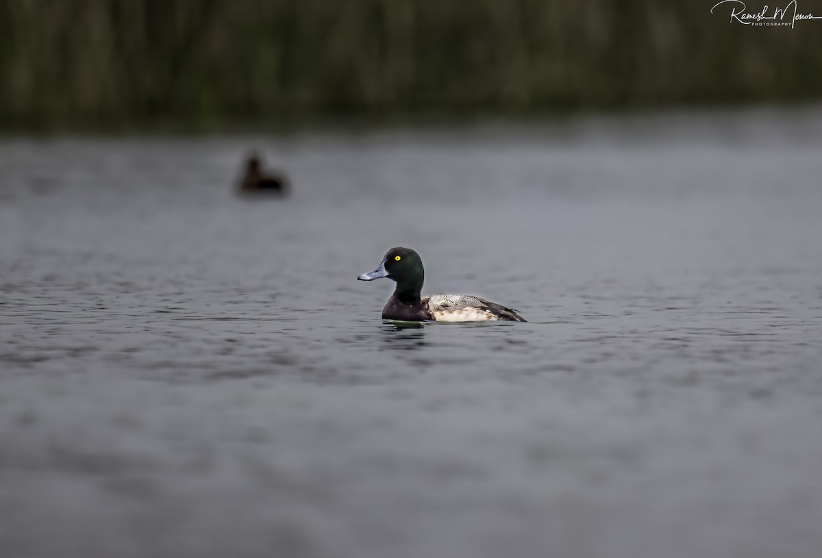 Greater Scaup - ML560600791