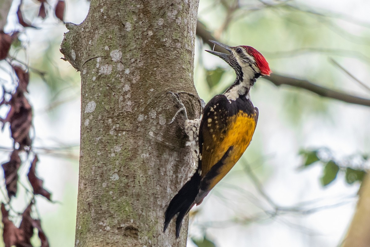 Black-rumped Flameback - Dipankar Dev