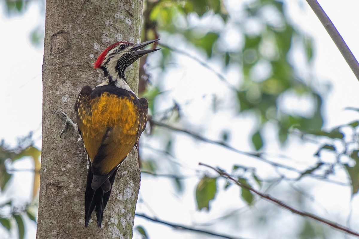 Black-rumped Flameback - Dipankar Dev