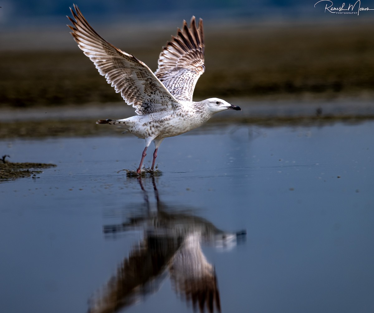 Black-headed Gull - ML560600901