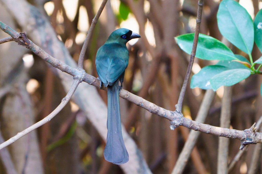 Racket-tailed Treepie - ML560601311